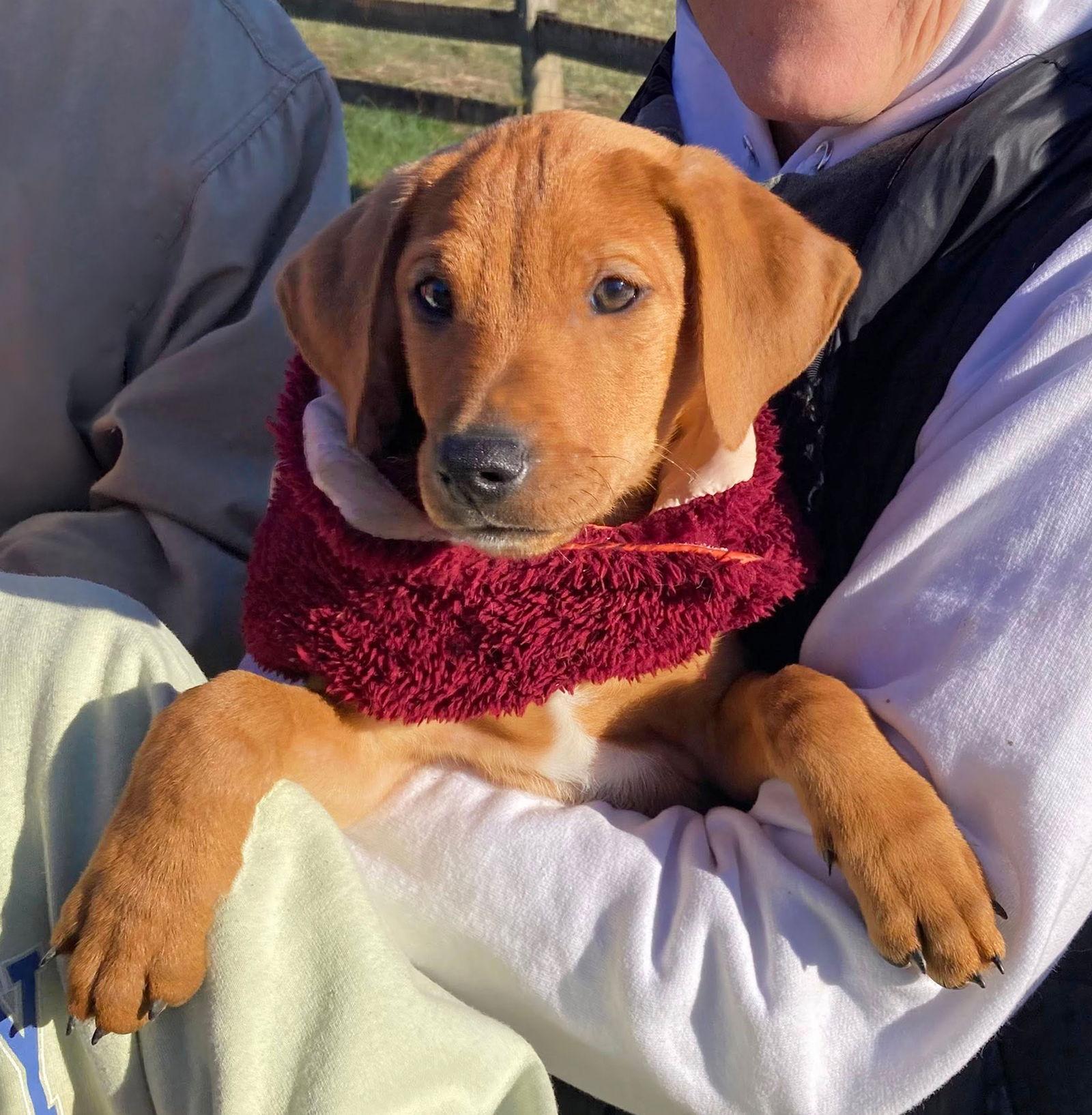 Doberman Mix Pups Girls thumbnail 2