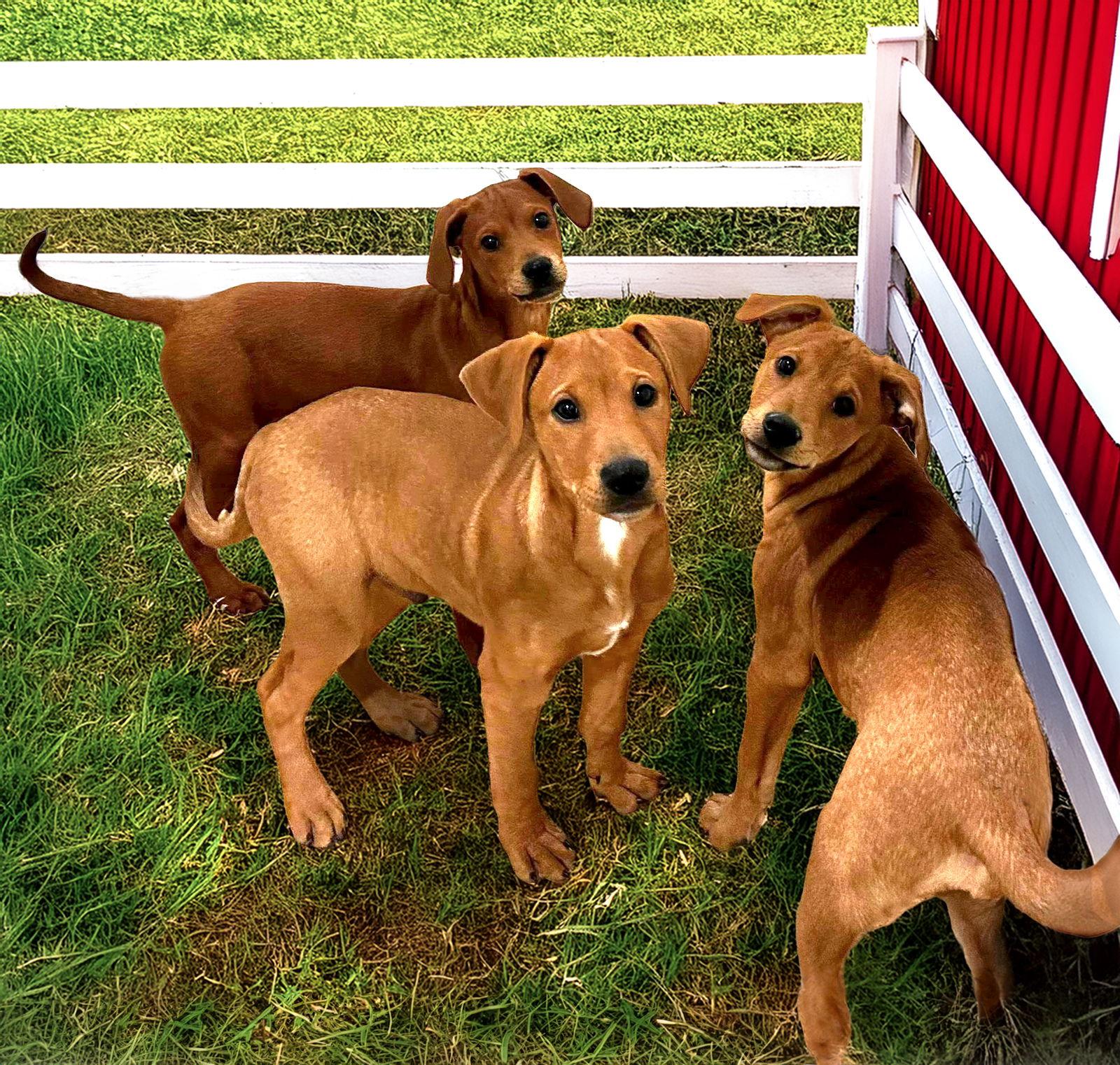 Doberman Mix Pups Girls thumbnail 3