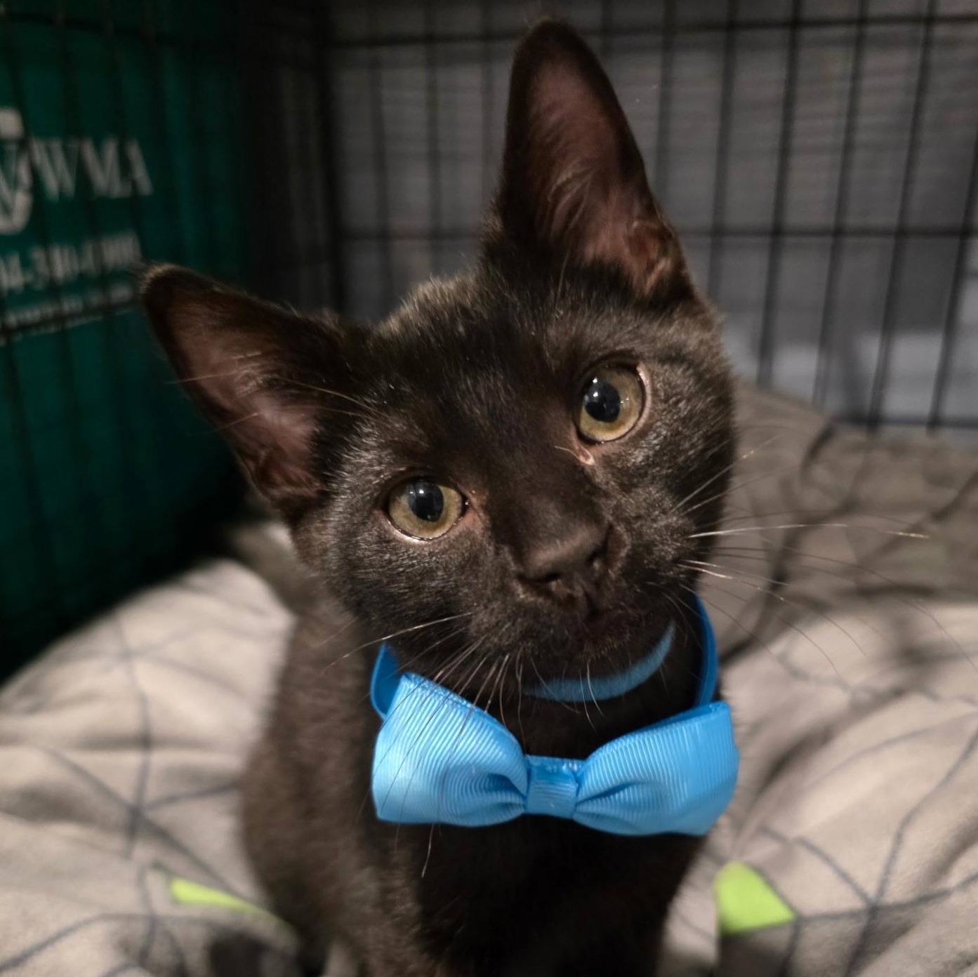Angry Potato, Adoptable, Kitten Male Domestic Short Hair.