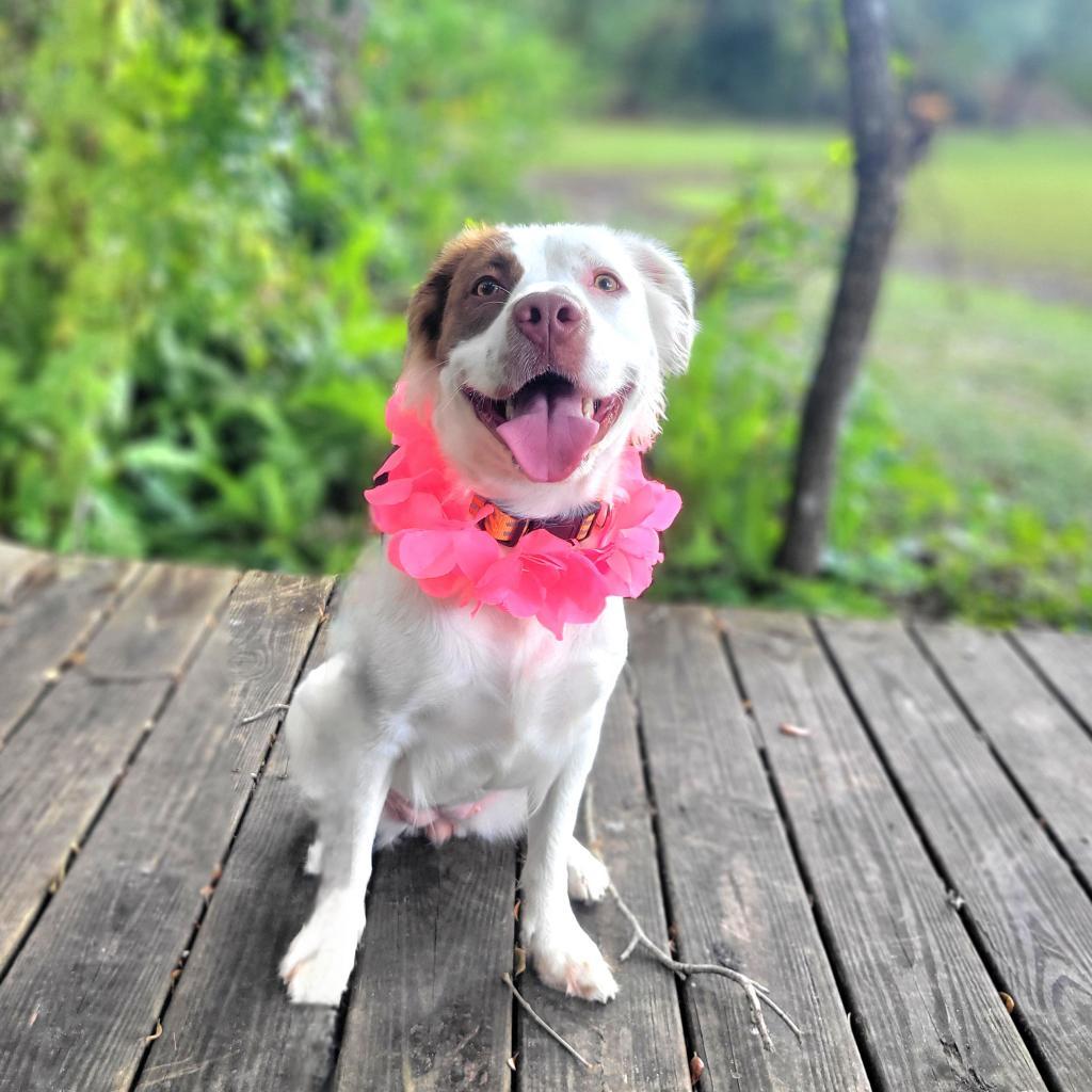 Ruby — thumbnail 2