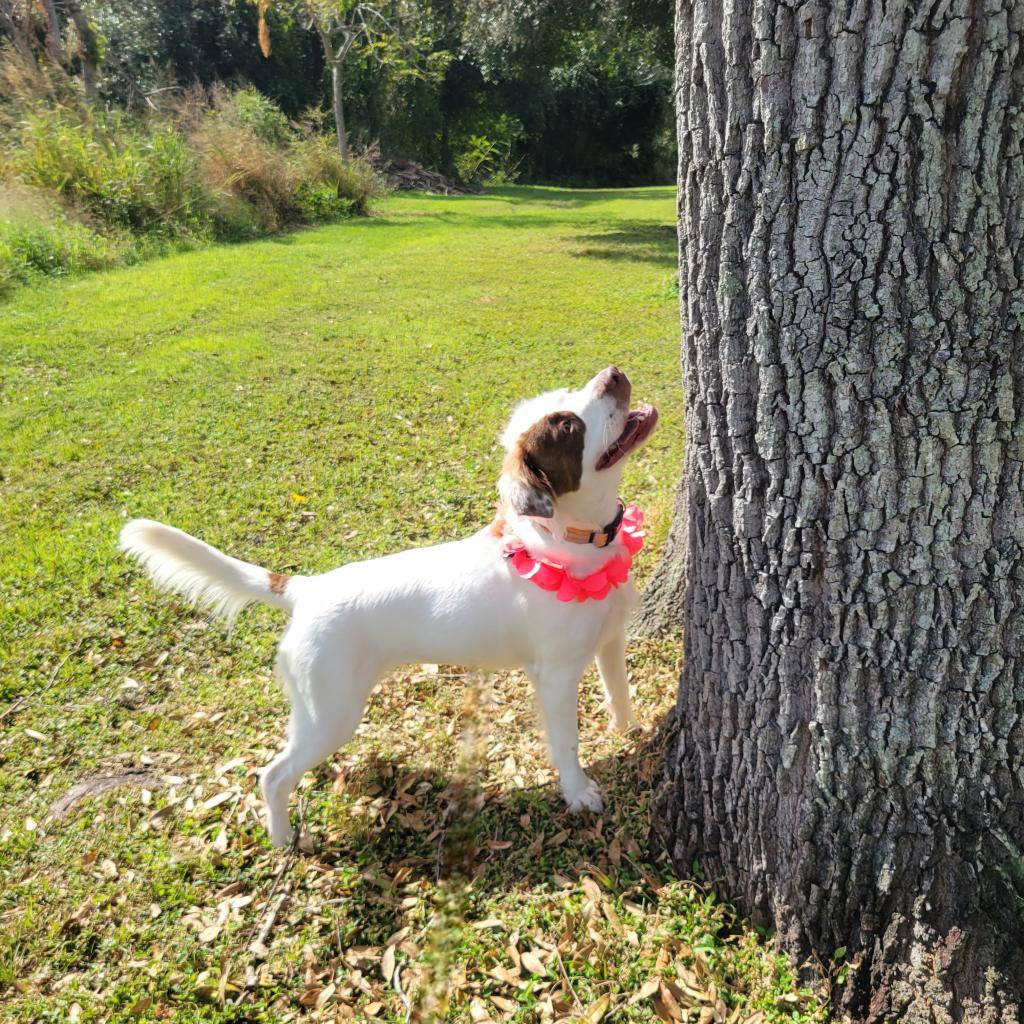 Ruby — thumbnail 4