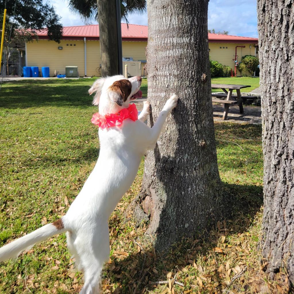 Ruby — thumbnail 5