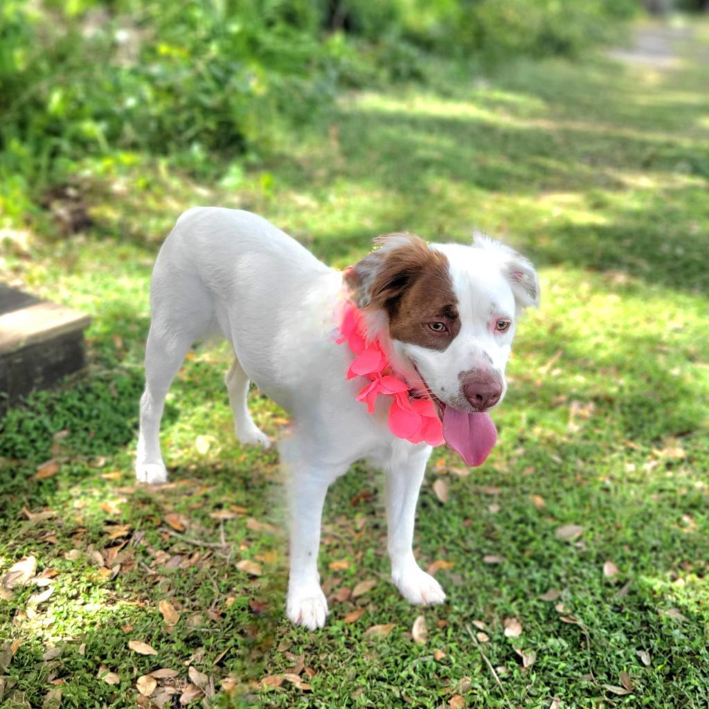 Ruby — thumbnail 6