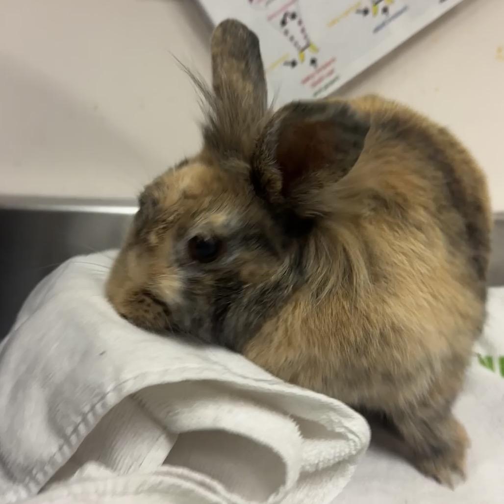 Enlarge Stumpy, a Adoptable Lionhead in Murray, UT image 1/1