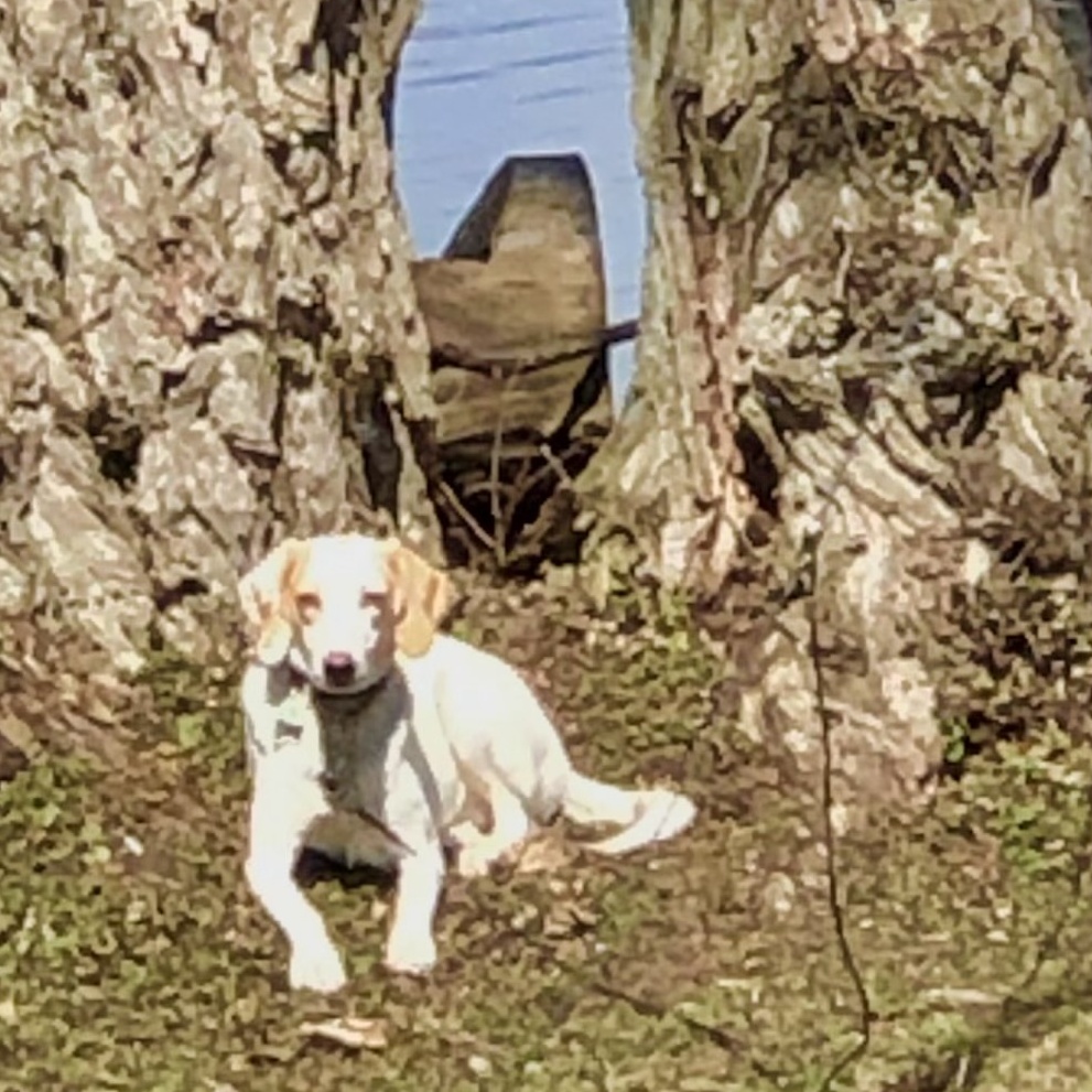 Enlarge Tilly - the ultimate dog park dog!, a Adoptable Foxhound in North Bay, ON image 16/18