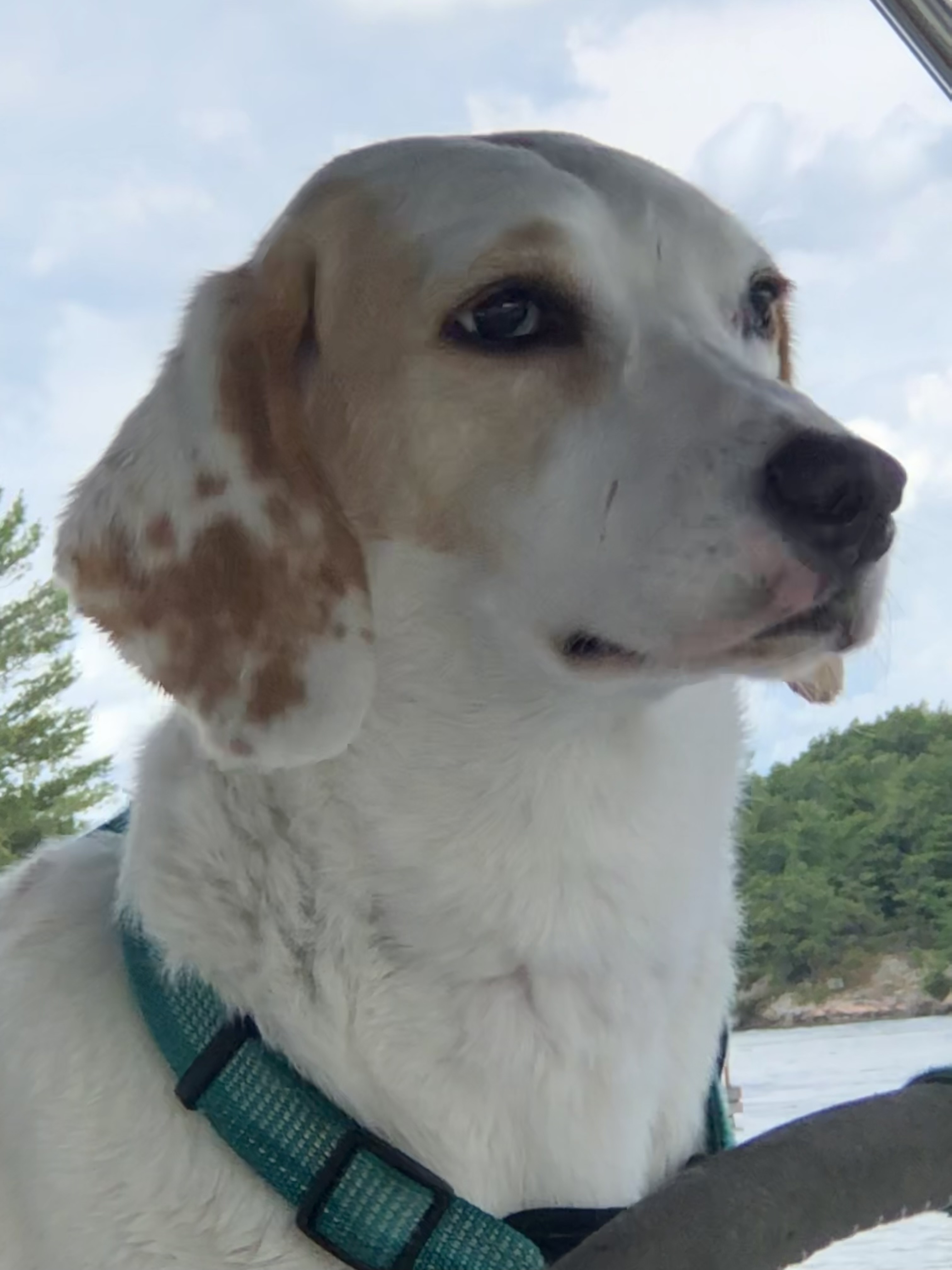 Enlarge Tilly - the ultimate dog park dog!, a Adoptable Foxhound in North Bay, ON image 14/18