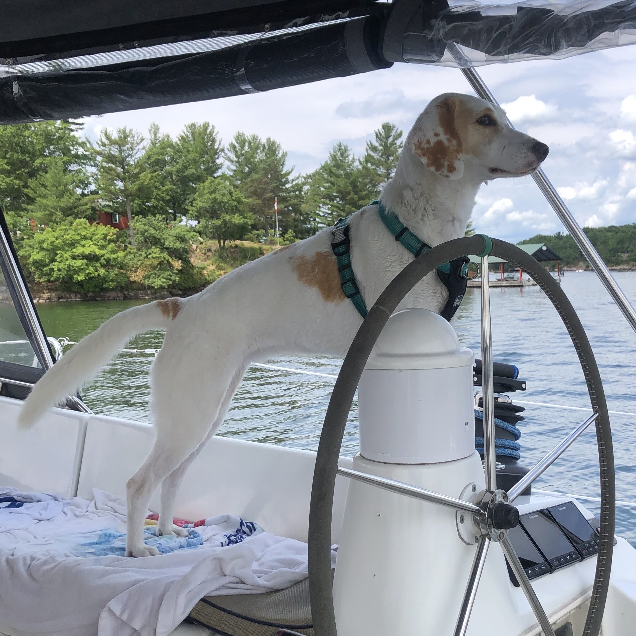 Enlarge Tilly - the ultimate dog park dog!, a Adoptable Foxhound in North Bay, ON image 17/18