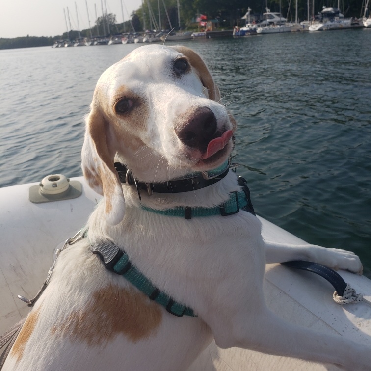 Tilly - the queen!, Senior Female Foxhound