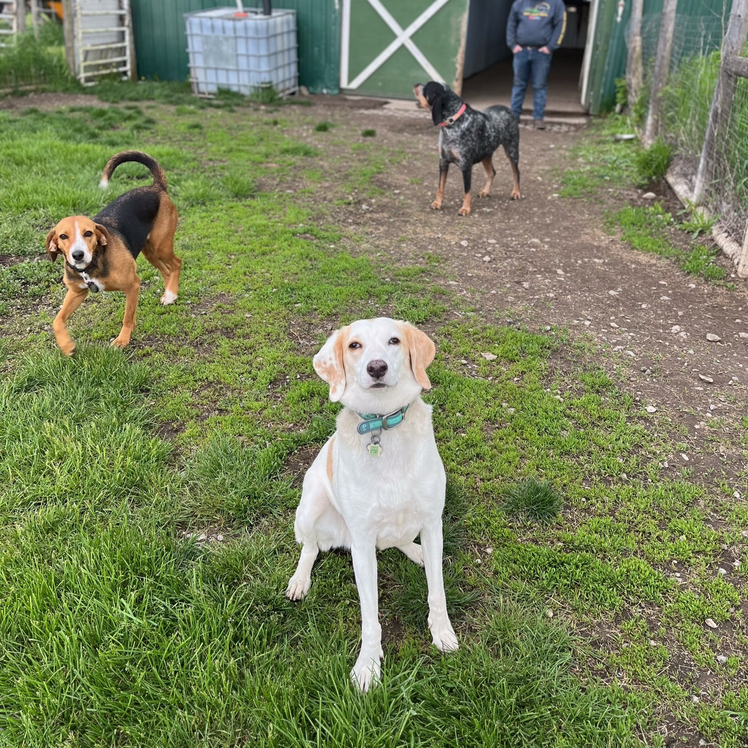 Enlarge Tilly - the ultimate dog park dog!, a Adoptable Foxhound in North Bay, ON image 18/18