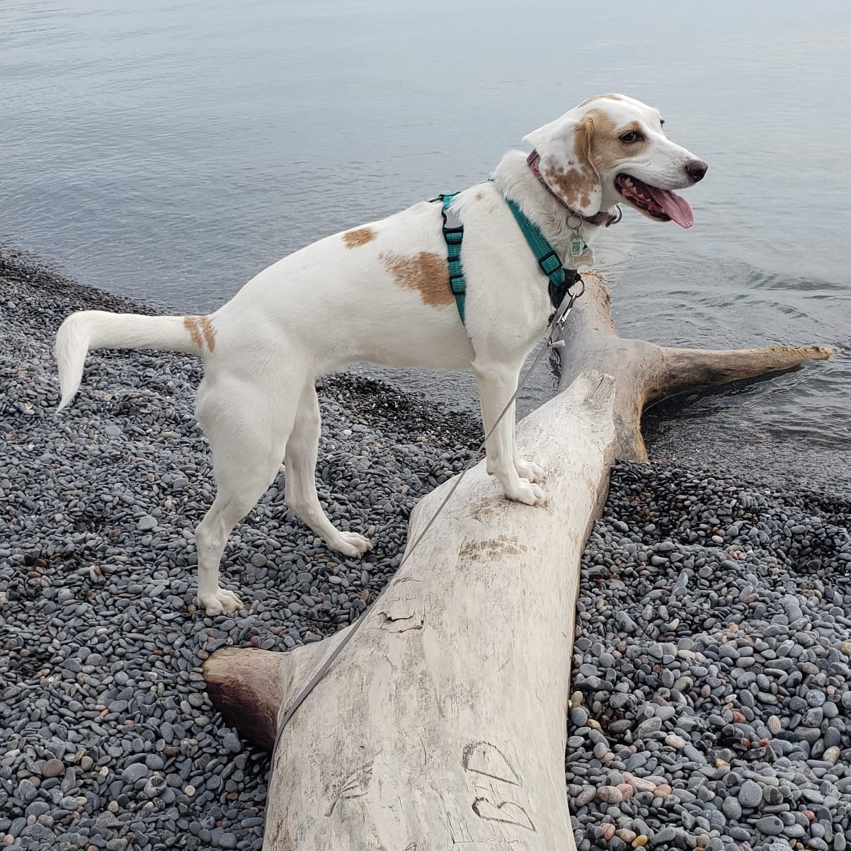 Enlarge Tilly - the ultimate dog park dog!, a Adoptable Foxhound in North Bay, ON image 15/18
