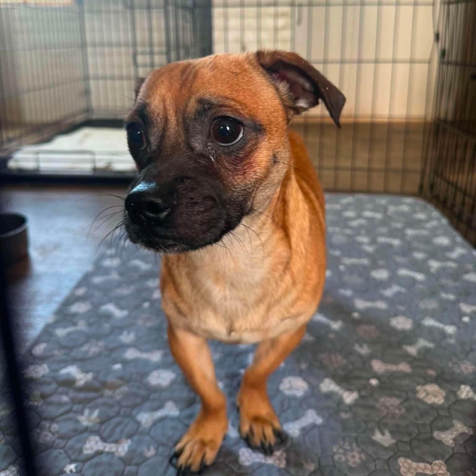 Enlarge Munchkin, a Adoptable mixed breed in Warren, RI image 4/6