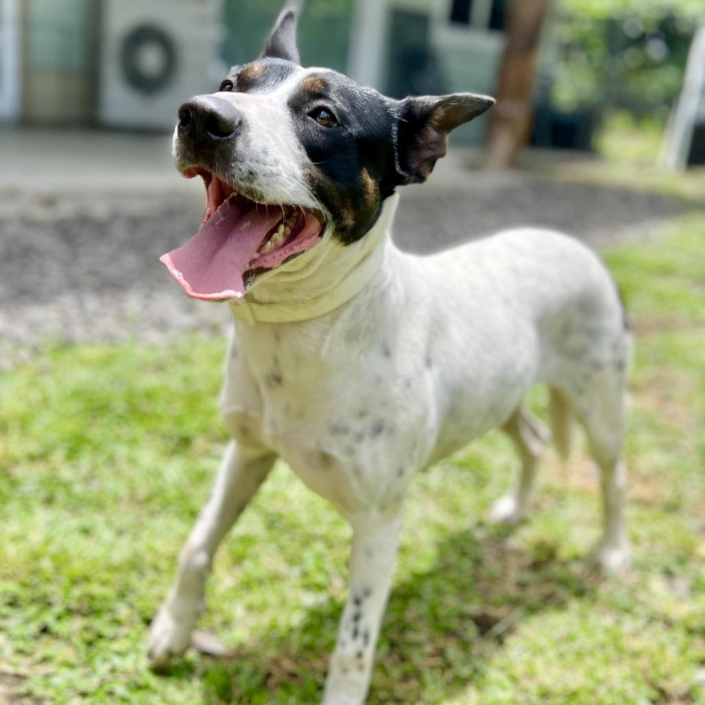 Babe, Adoptable, Adult Female Mixed Breed.