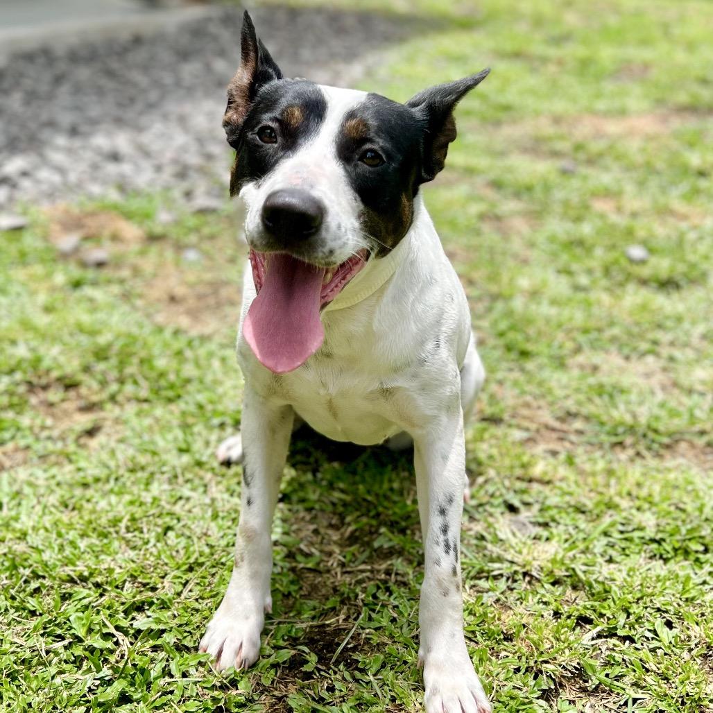 Enlarge Babe, a Adoptable Mixed Breed in Keaau, HI image 2/5