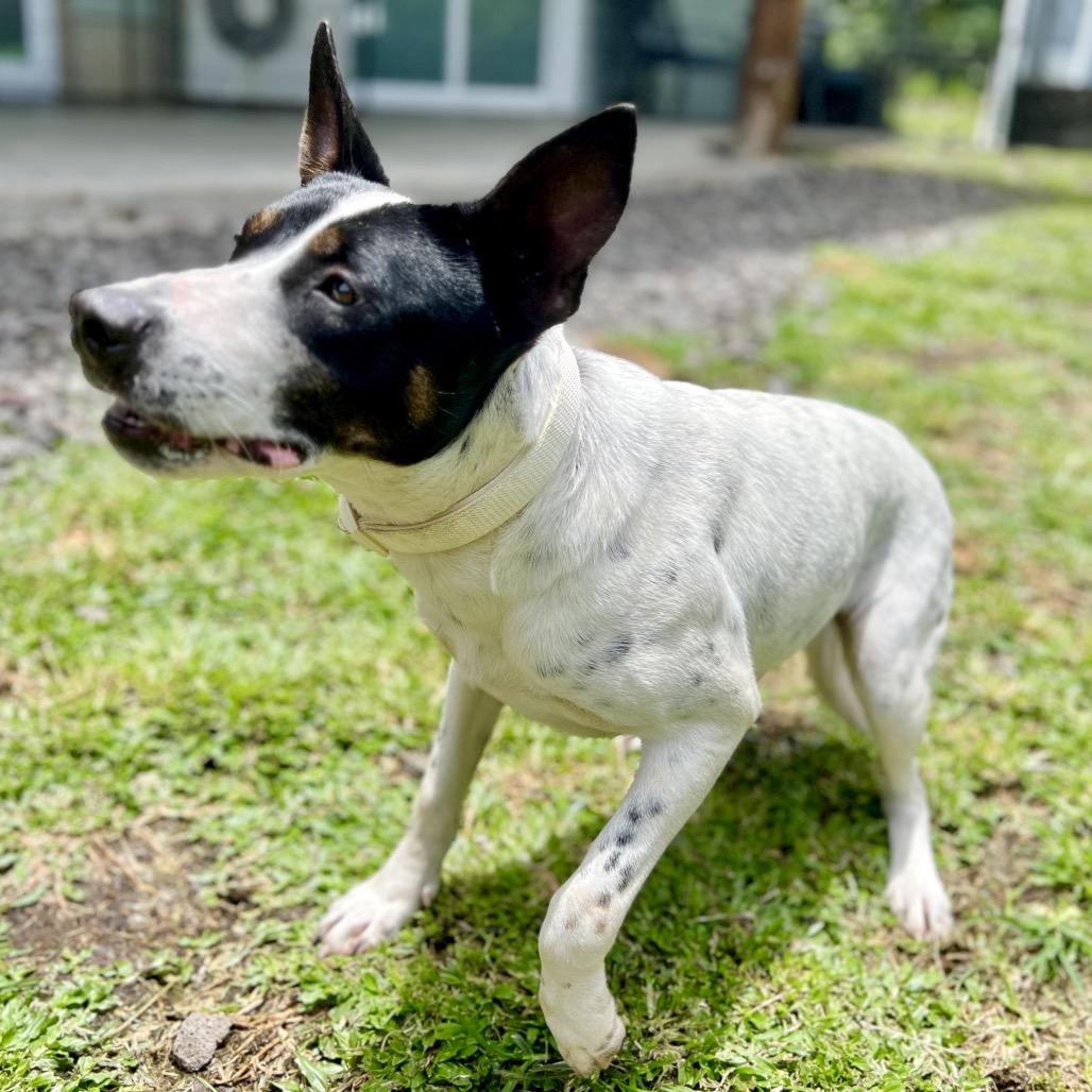 Enlarge Babe, a Adoptable Mixed Breed in Keaau, HI image 3/5