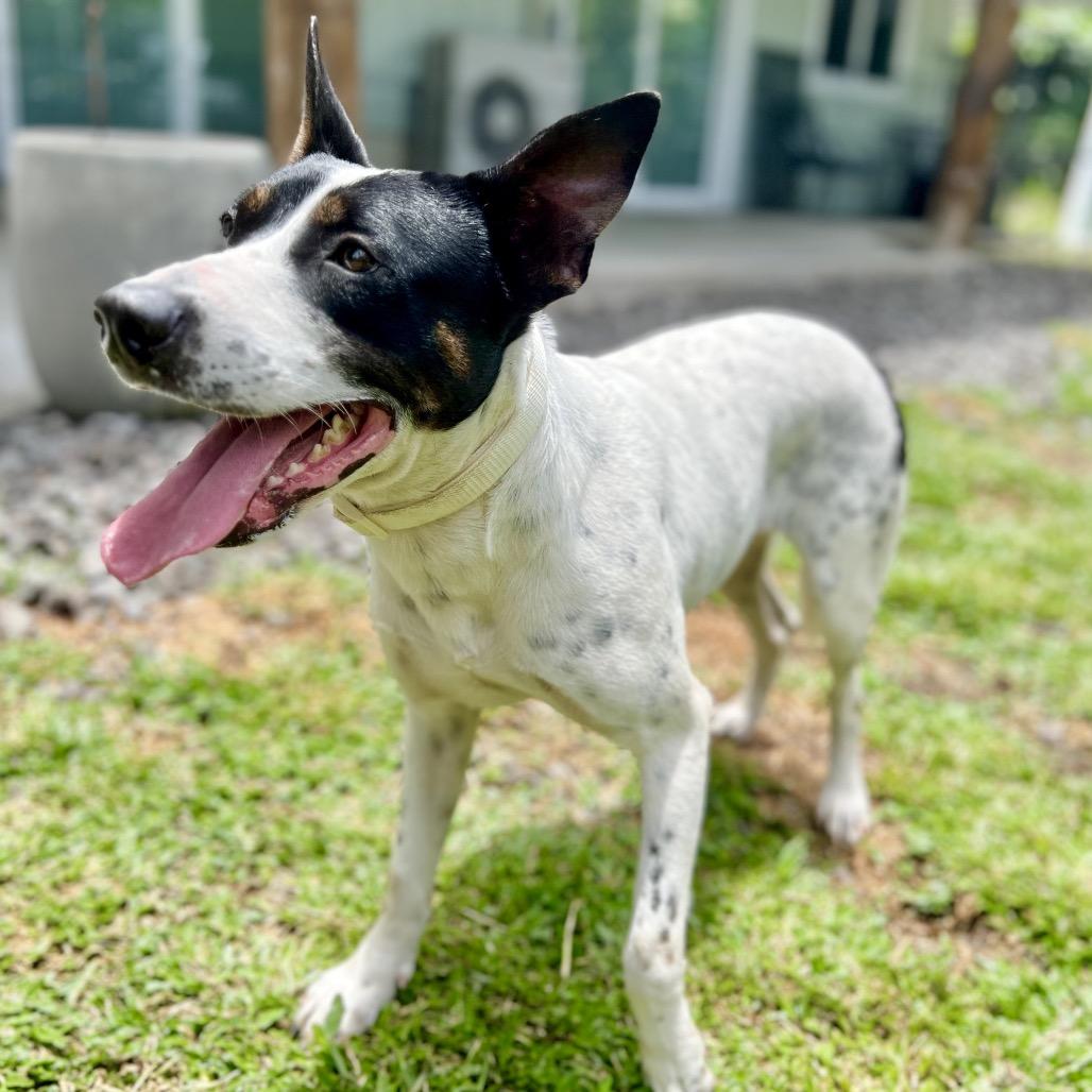 Enlarge Babe, a Adoptable Mixed Breed in Keaau, HI image 4/5