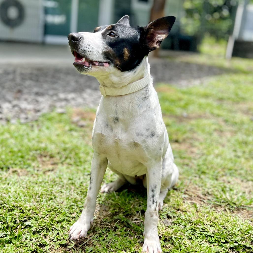 Enlarge Babe, a Adoptable Mixed Breed in Keaau, HI image 5/5