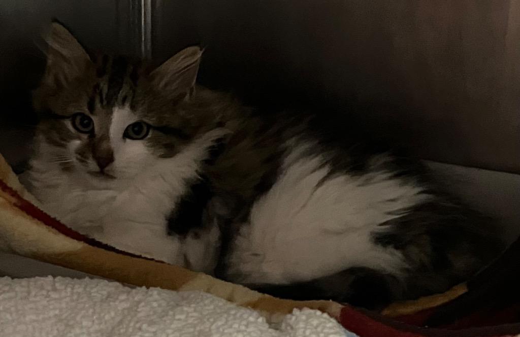 Enlarge Jasper, an adopted Domestic Short Hair in Heathsville, VA image 1/1