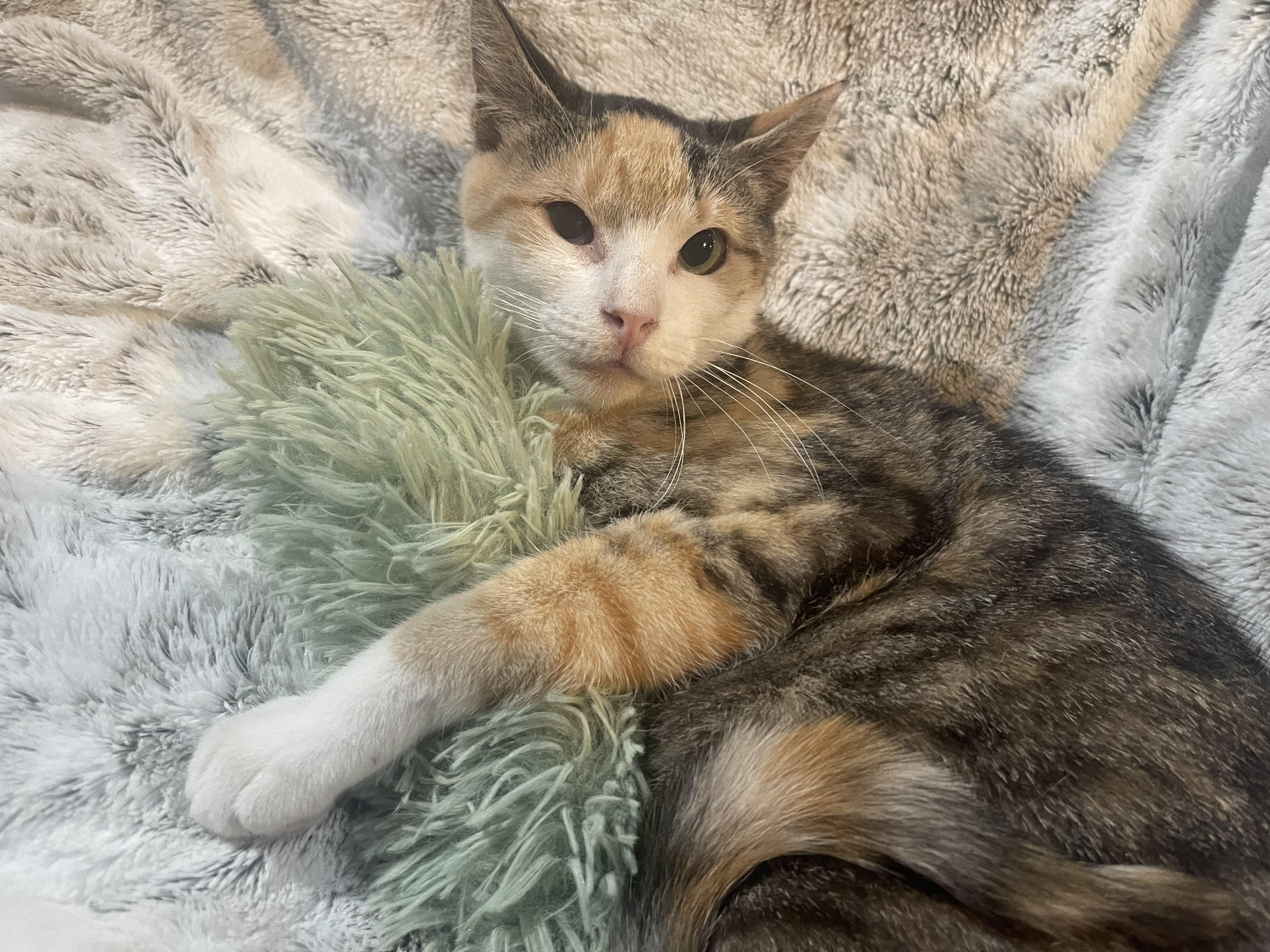 Pippy, a Adoptable mixed breed in Charlotte, NC image 2/3