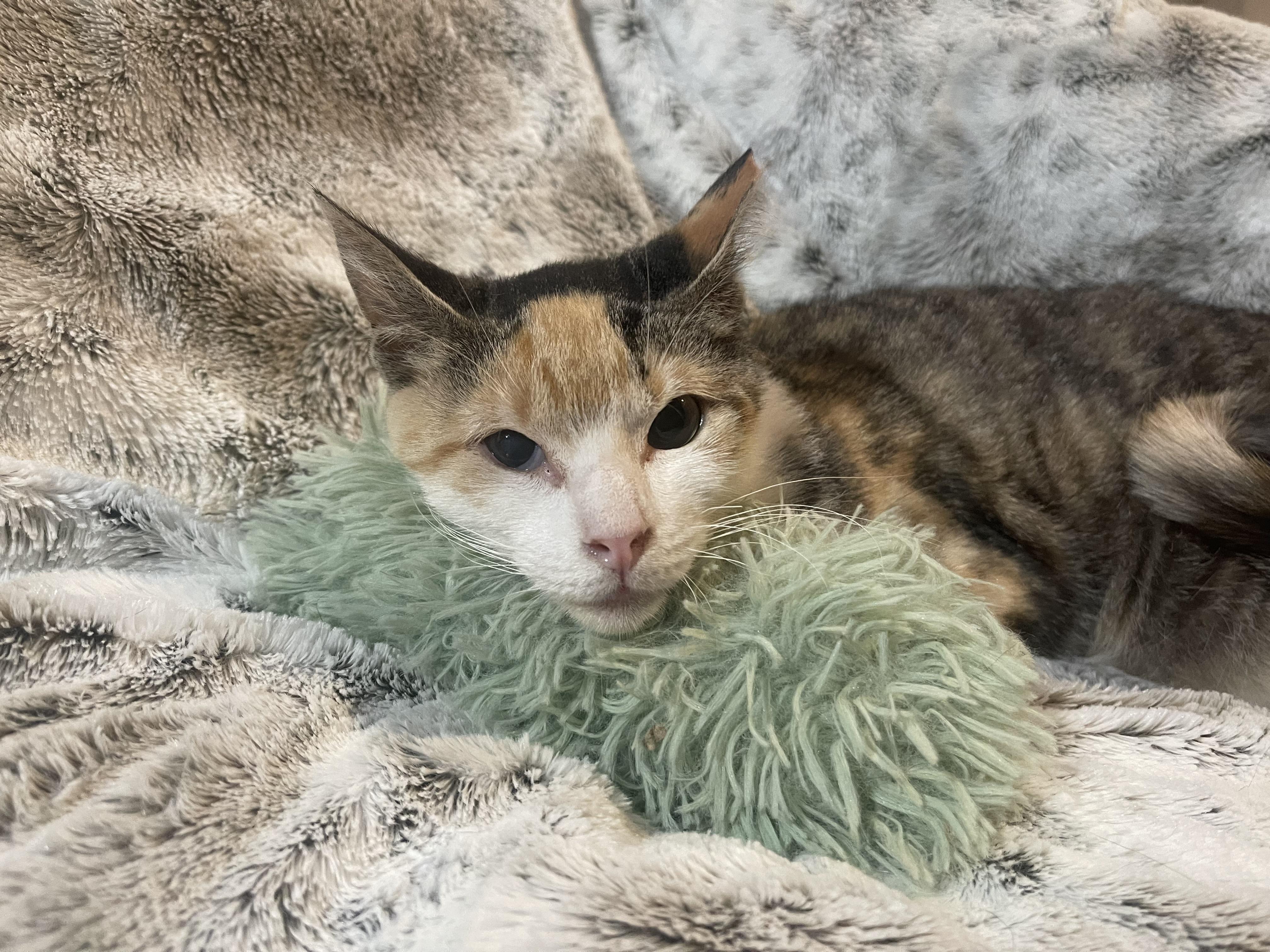 Pippy, Adoptable, Young Female Tabby & Calico.