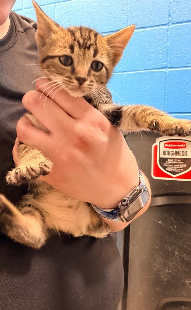 Saffron, Adoptable, Kitten Male Domestic Short Hair.