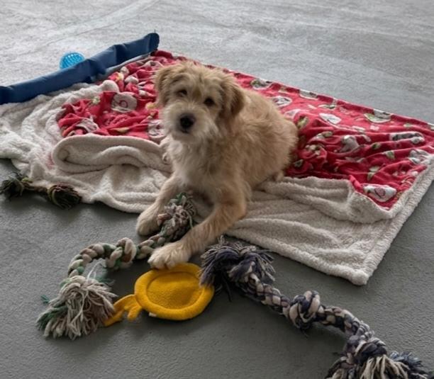 **REB**, Adoptable, Puppy Male Australian Shepherd.