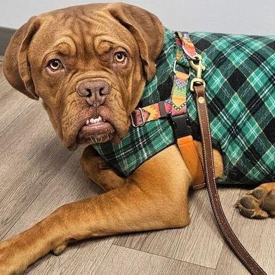 Snoop