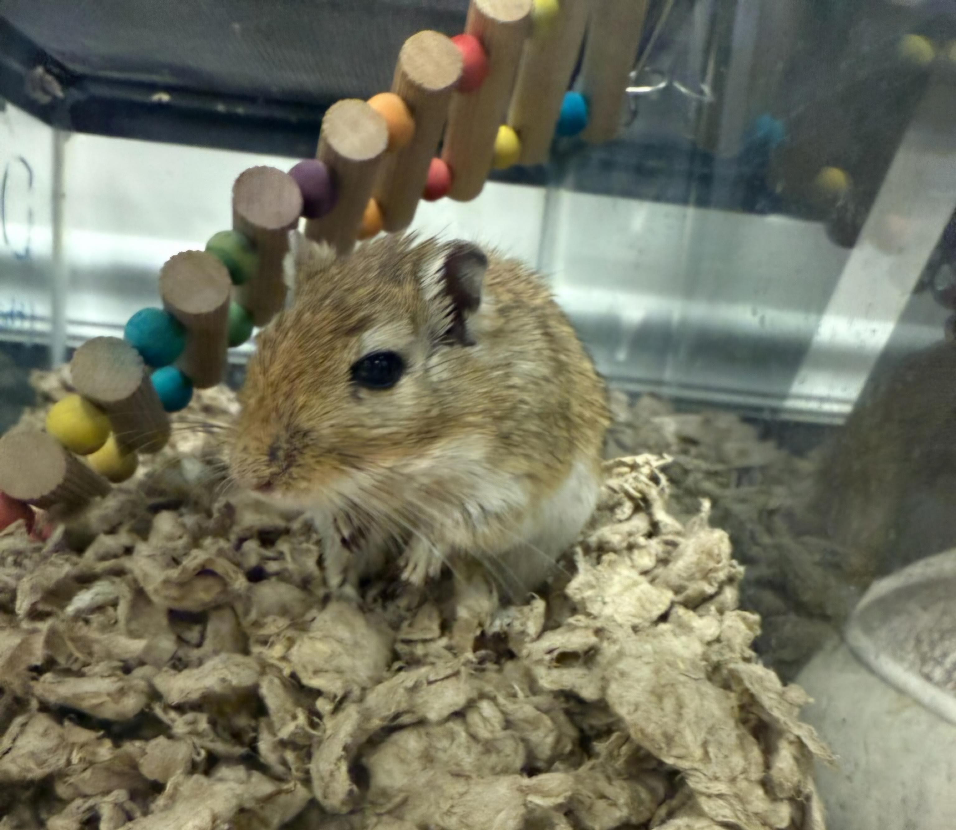 Dennis, ADOPTABLE, Adult Male Gerbil.