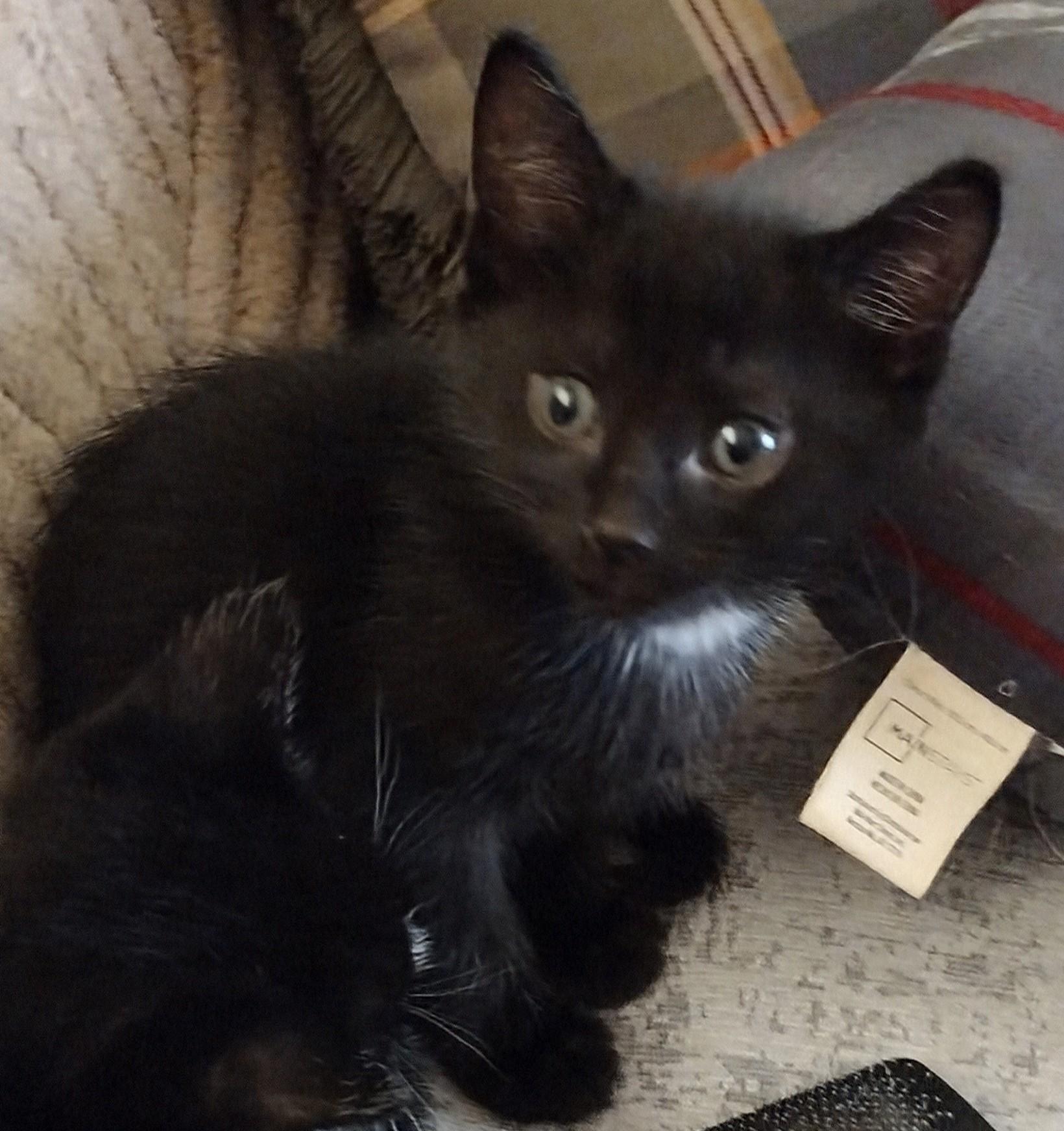 Loki, Adoptable, Kitten Male Domestic Short Hair.