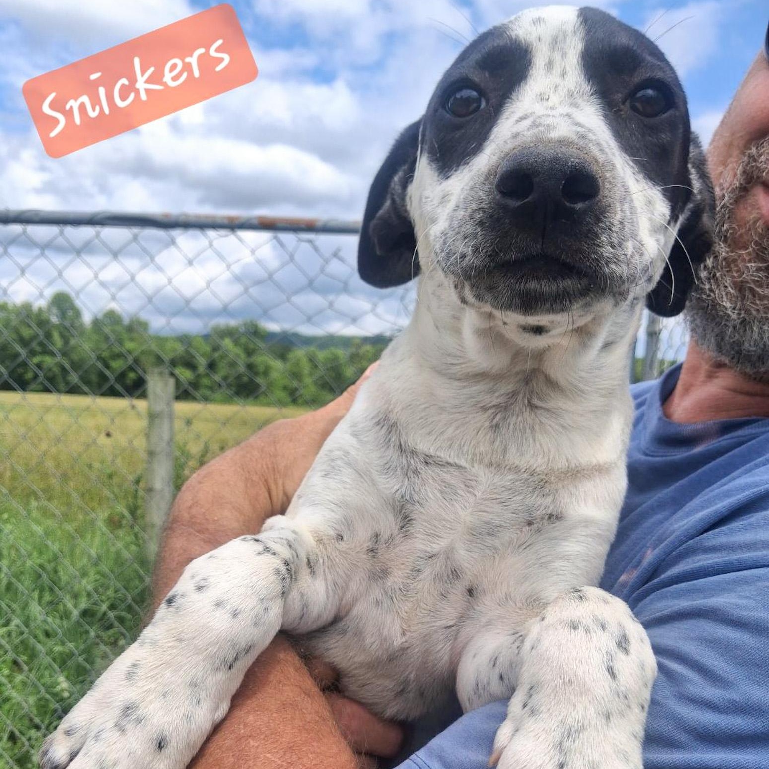 Snickers, Adoptable, Puppy Male Hound.