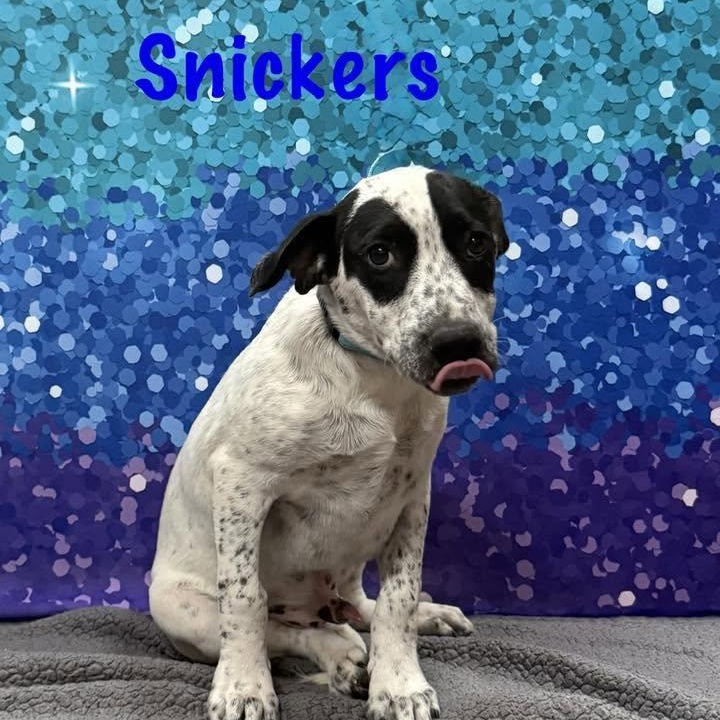 Snickers, Adoptable, Puppy Male Hound.