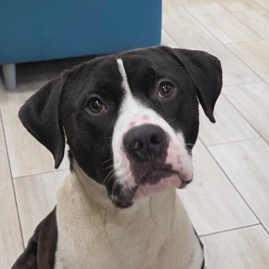 Hamilton, Adoptable, Adult Male Pit Bull Terrier.