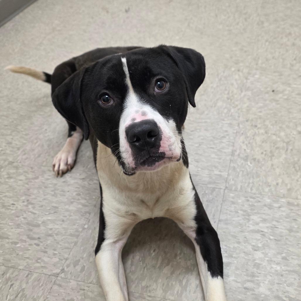 Enlarge Hamilton, a Adoptable Pit Bull Terrier in Chatham, VA image 2/2