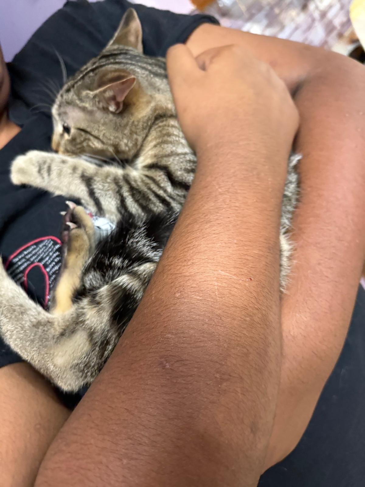 Enlarge Raina, an adopted American Shorthair in Jersey City, NJ image 3/5