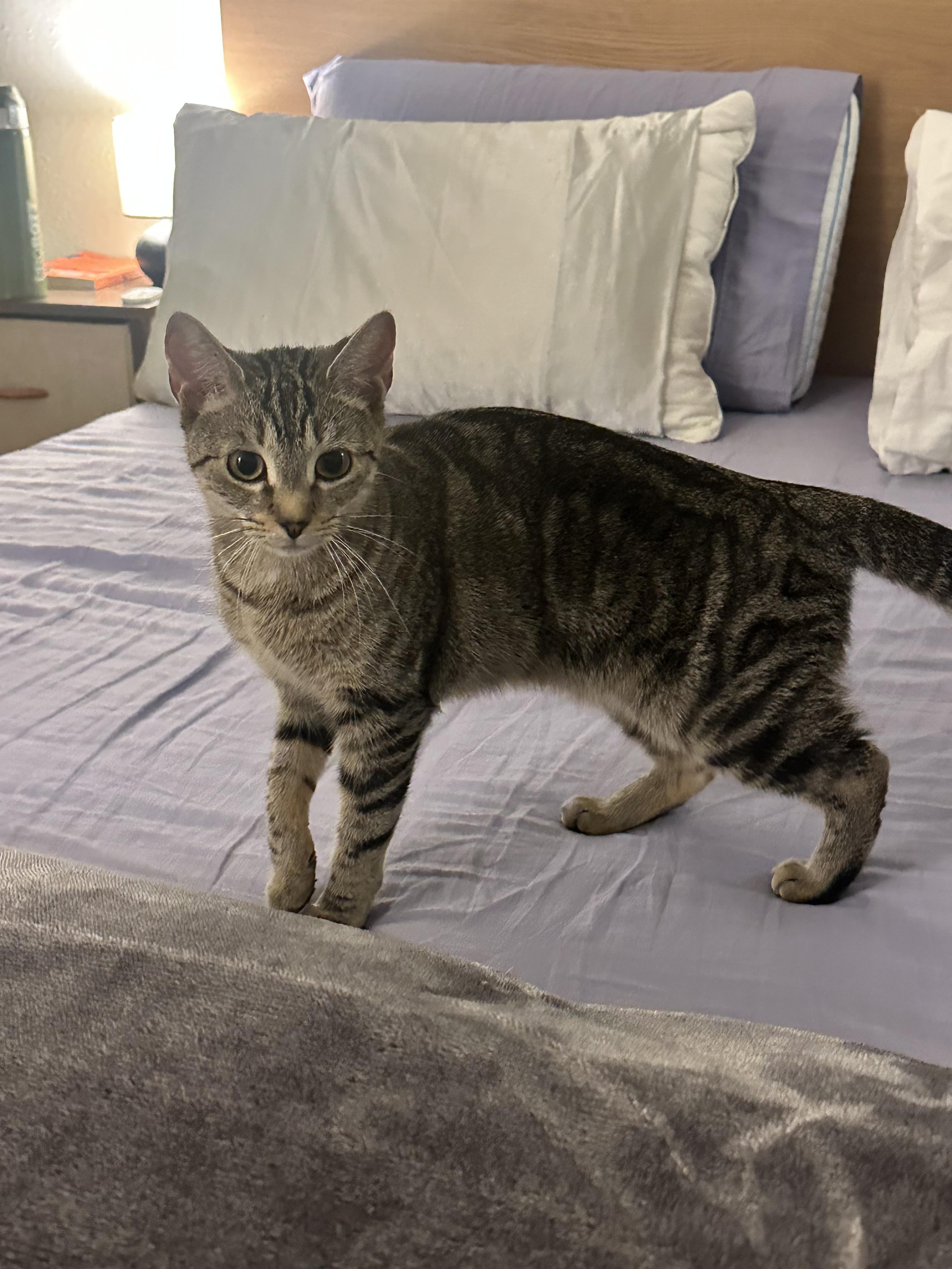 Raina, adopted, Kitten Female American Shorthair.