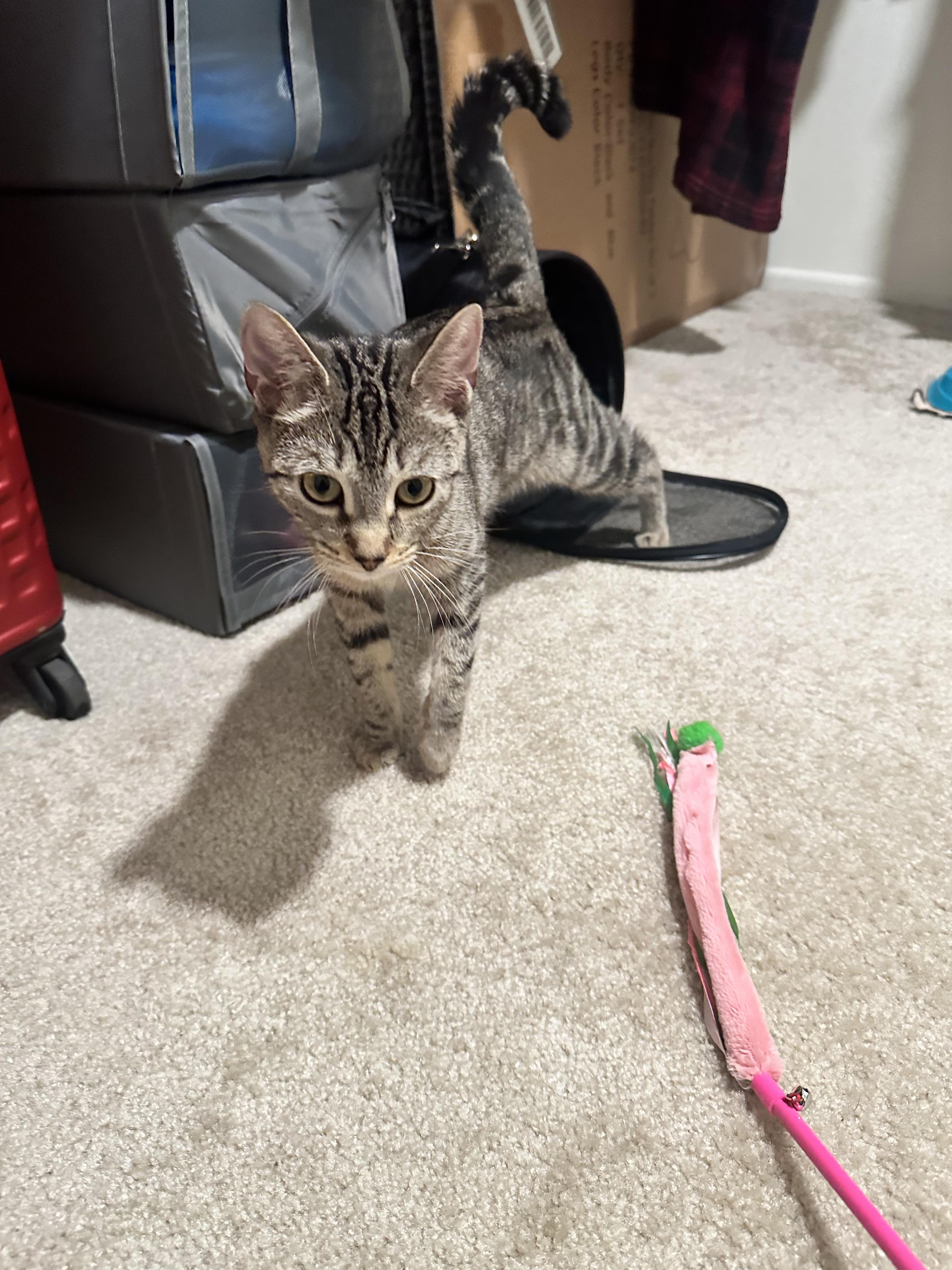 Raina, adopted, Kitten Female American Shorthair.