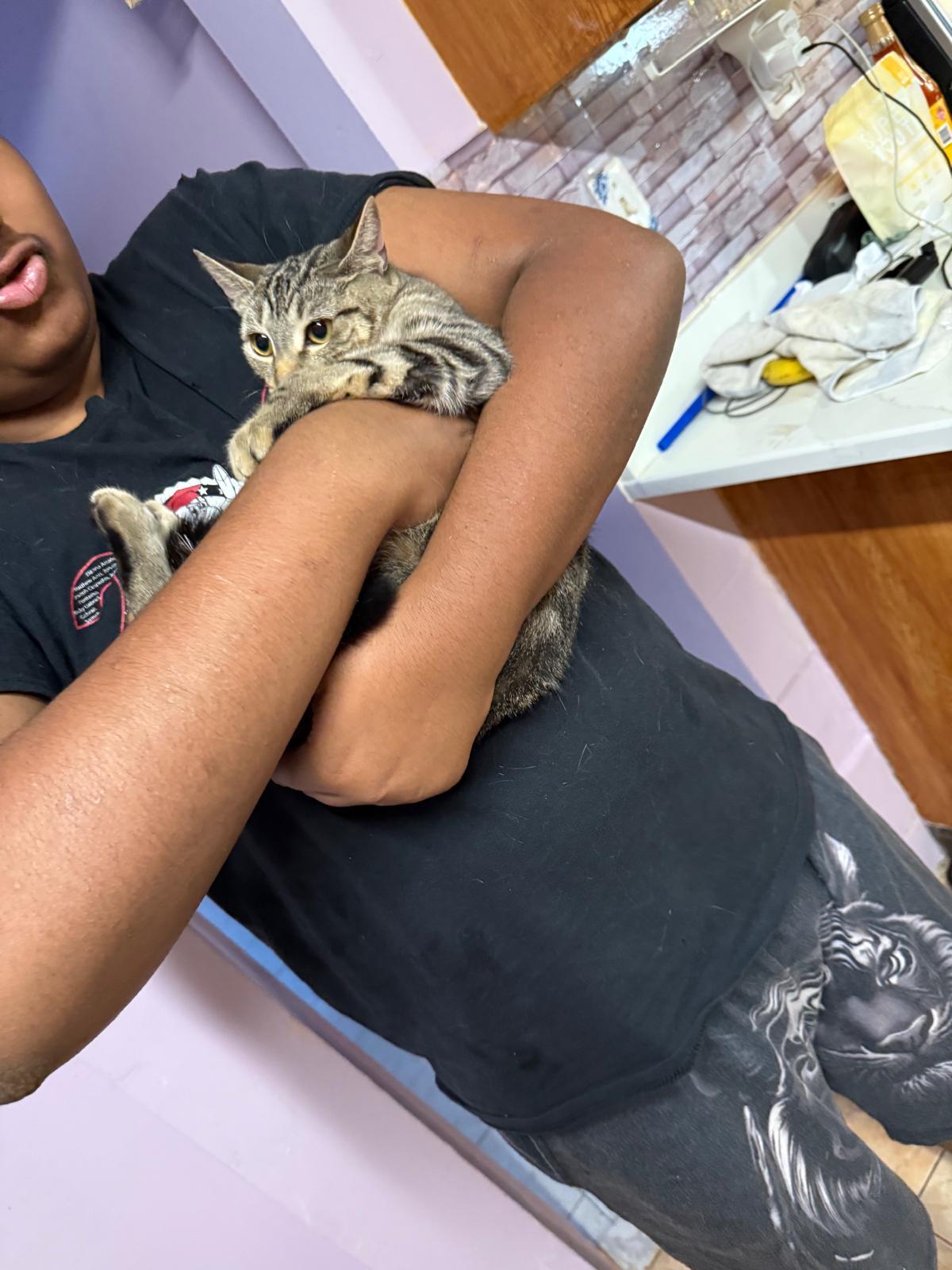 Enlarge Raina, an adopted American Shorthair in Jersey City, NJ image 4/5