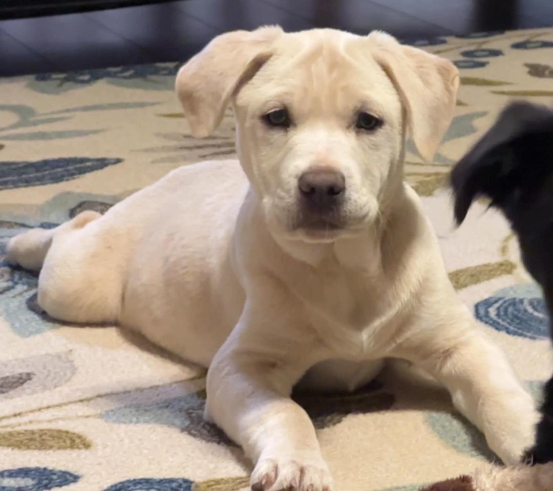 Noodle, Adopted, Young Female Labrador Retriever.