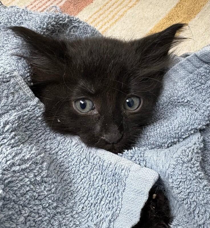 Nerds, Adoptable, Young Female Domestic Long Hair.