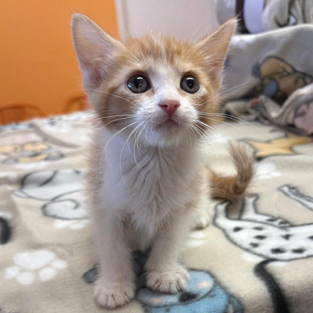 Enlarge JULIUS, an adoptable Domestic Short Hair in Joshua Tree, CA image 1/1