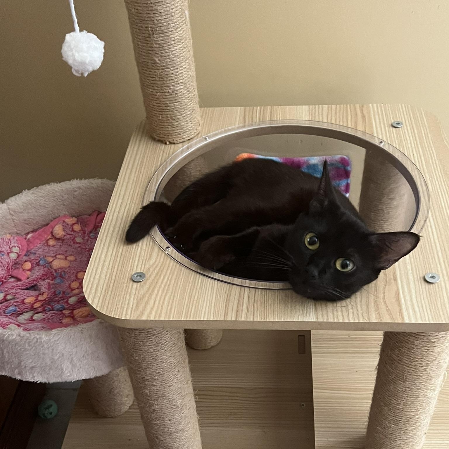 Cici, a Adoptable Domestic Short Hair in Wilmington, NC image 1/4