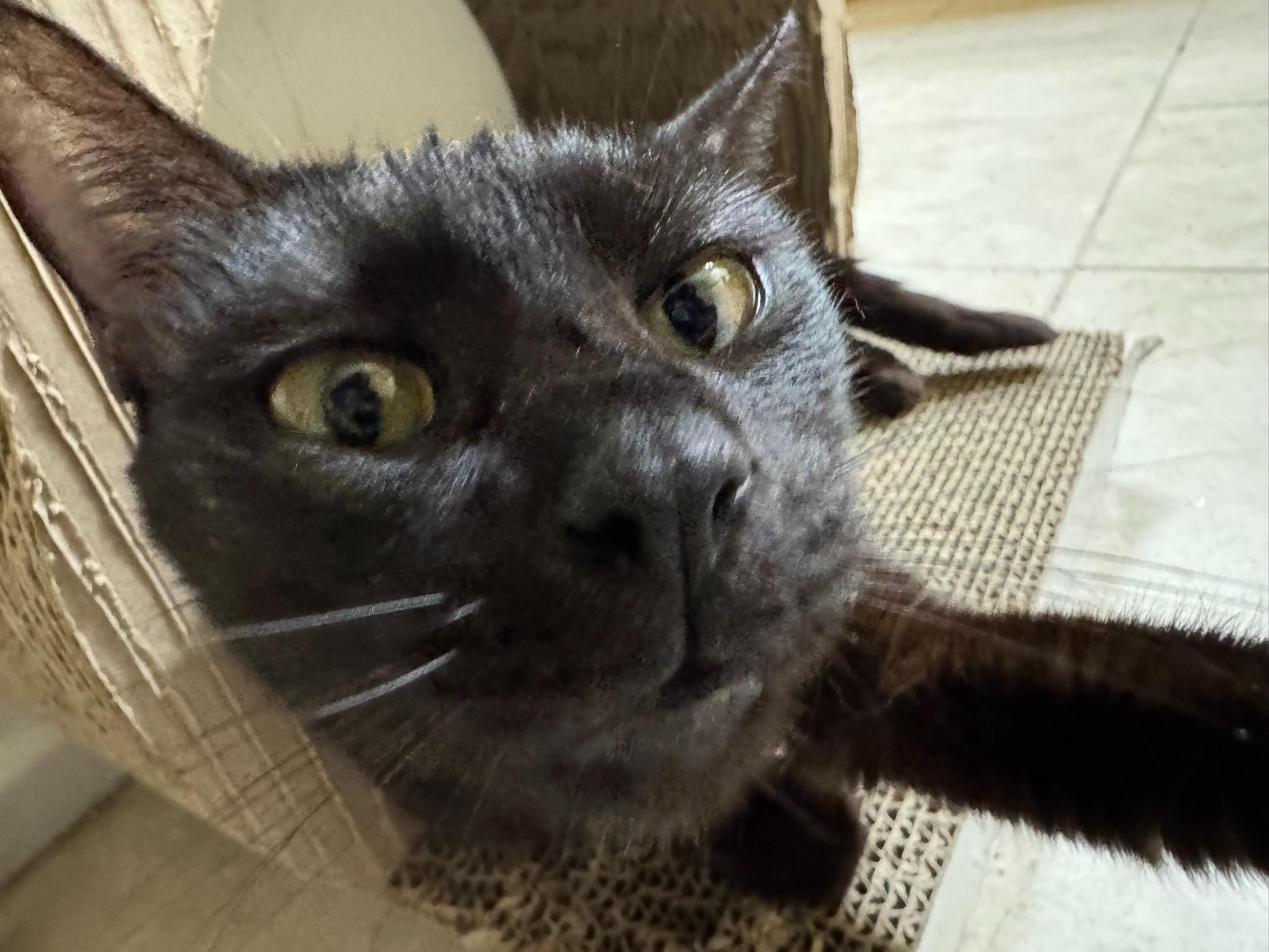 Cici, a Adoptable Domestic Short Hair in Wilmington, NC image 2/4