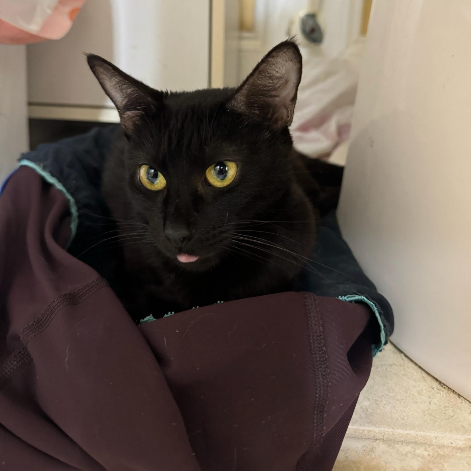 Cici, a Adoptable Domestic Short Hair in Wilmington, NC image 3/4