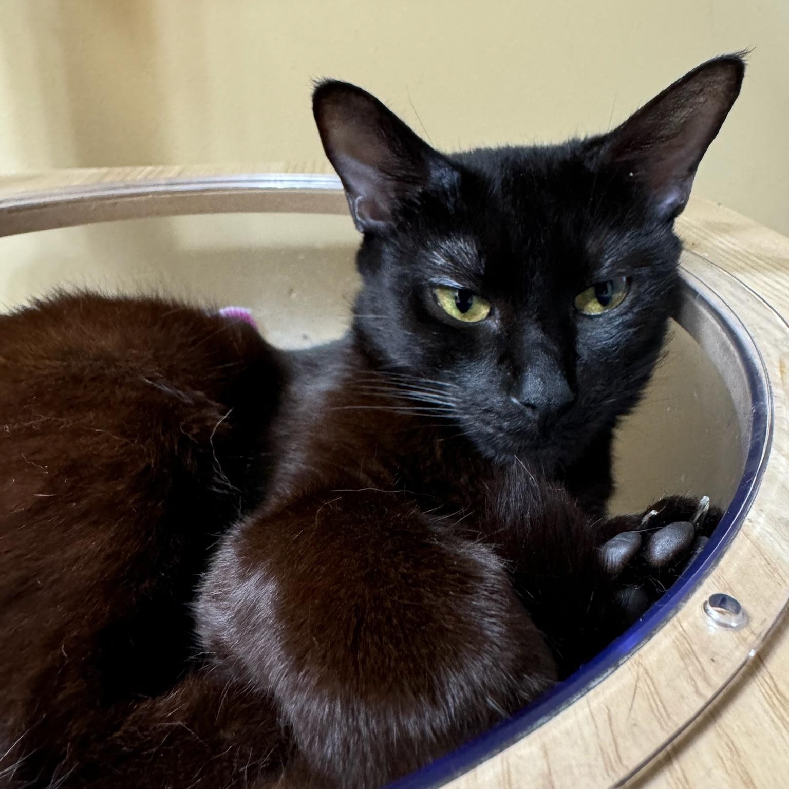 Cici, a Adoptable Domestic Short Hair in Wilmington, NC image 4/4