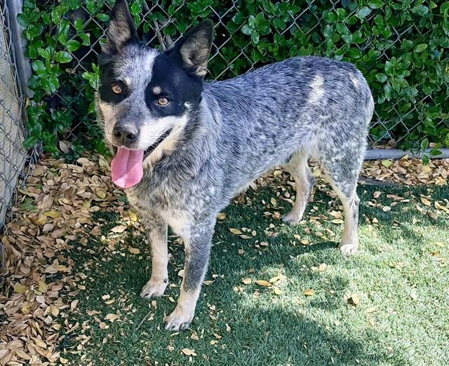 TROY, Adoptable, Adult Male Australian Cattle Dog / Blue Heeler.