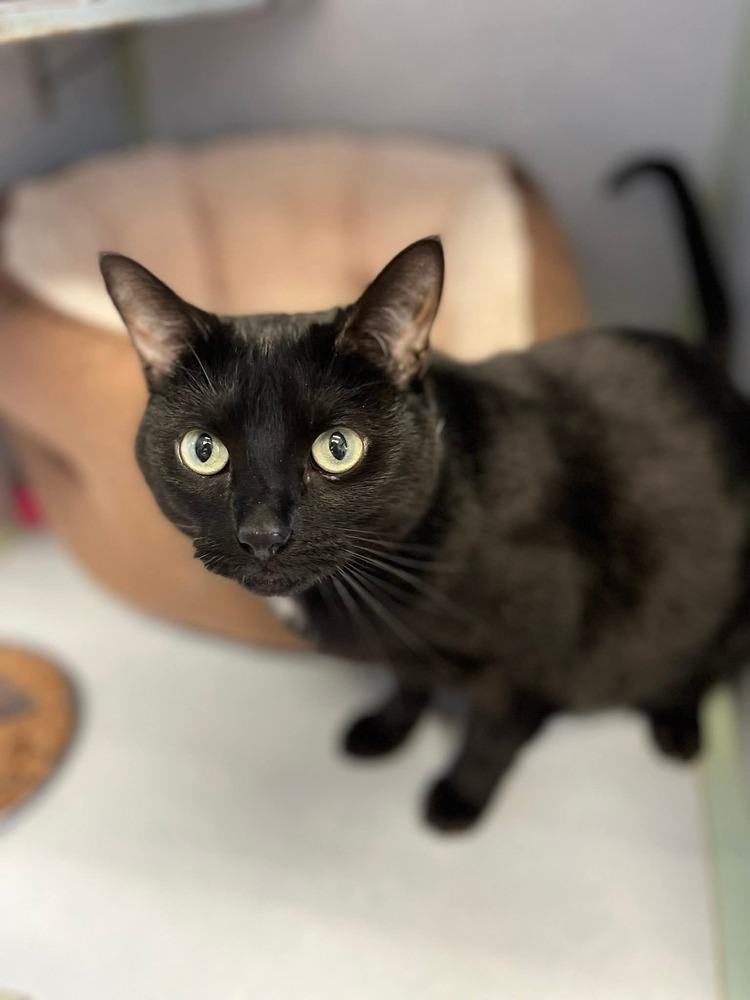 Molly, Adoptable, Adult Female Domestic Short Hair.