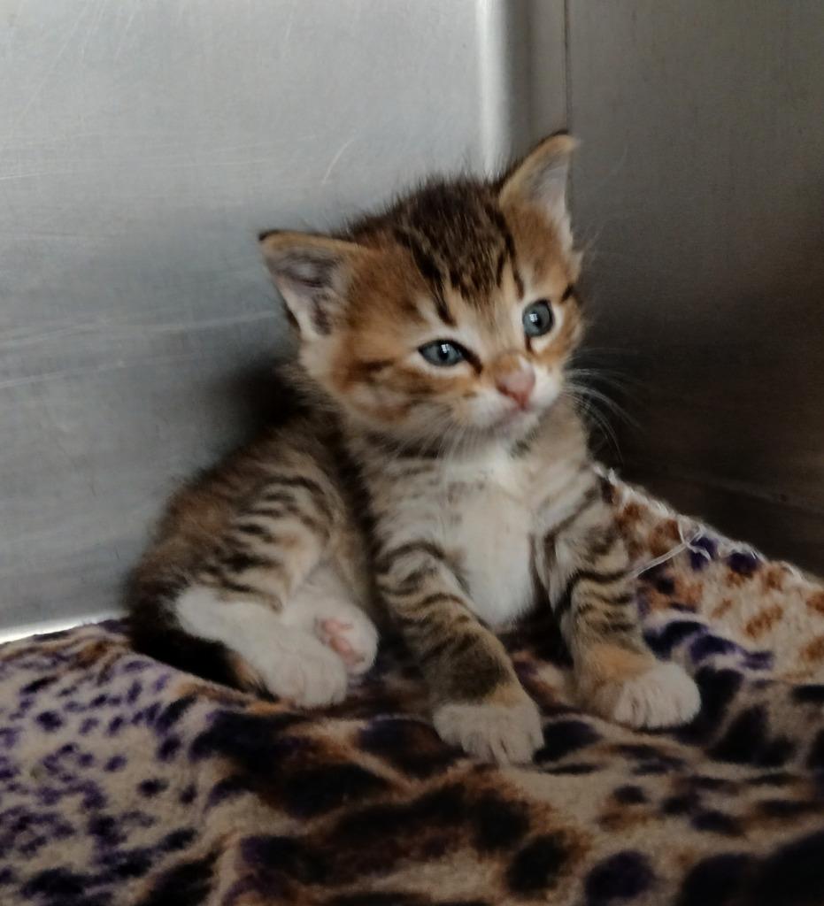 Enlarge Ember, a Adoptable mixed breed in Ladysmith, WI image 2/3