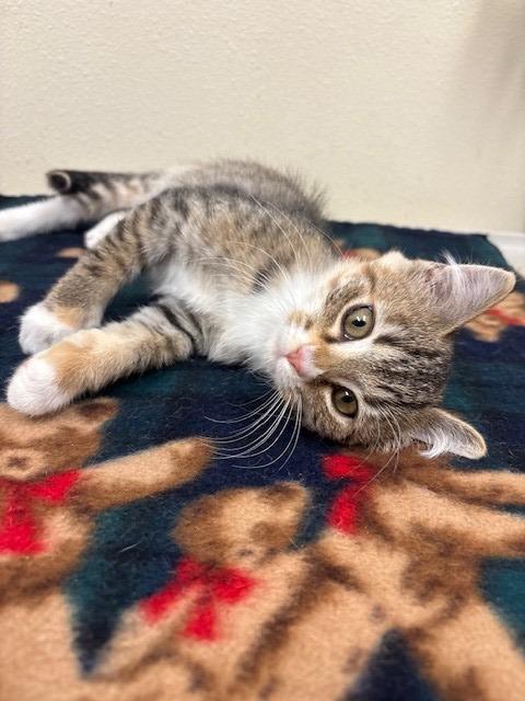 Enlarge Ember, a Adopted mixed breed in Ladysmith, WI image 3/3