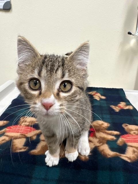 Enlarge Ember, a Adoptable mixed breed in Ladysmith, WI image 3/3