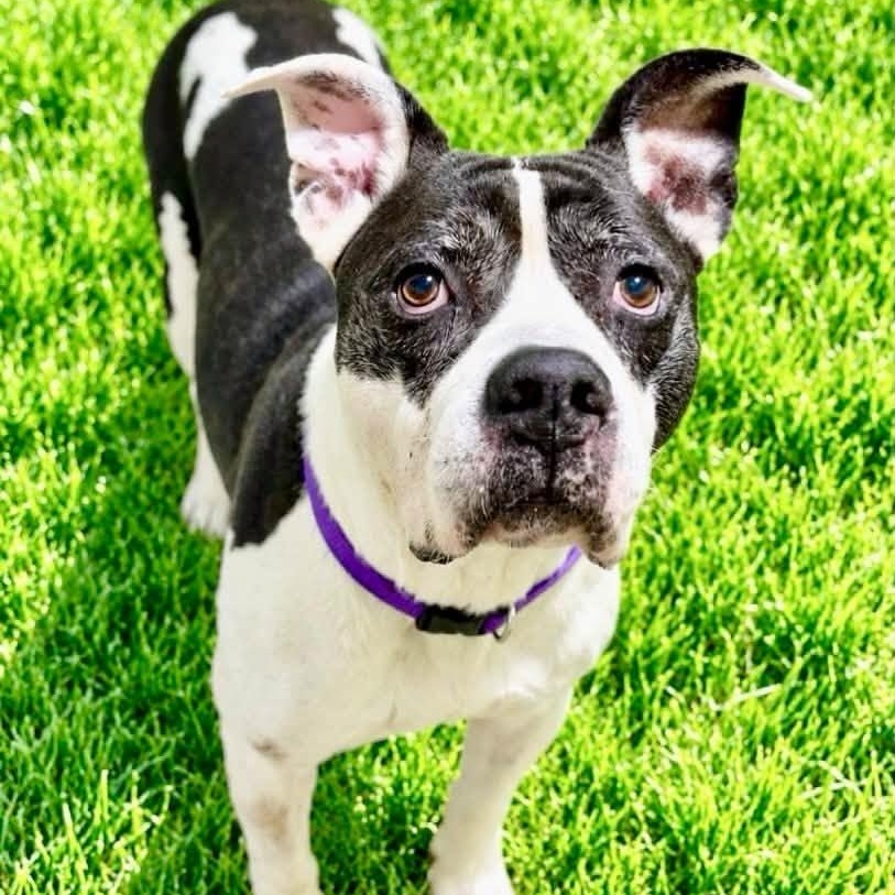 Moe, Adoptable, Adult Male American Bully.
