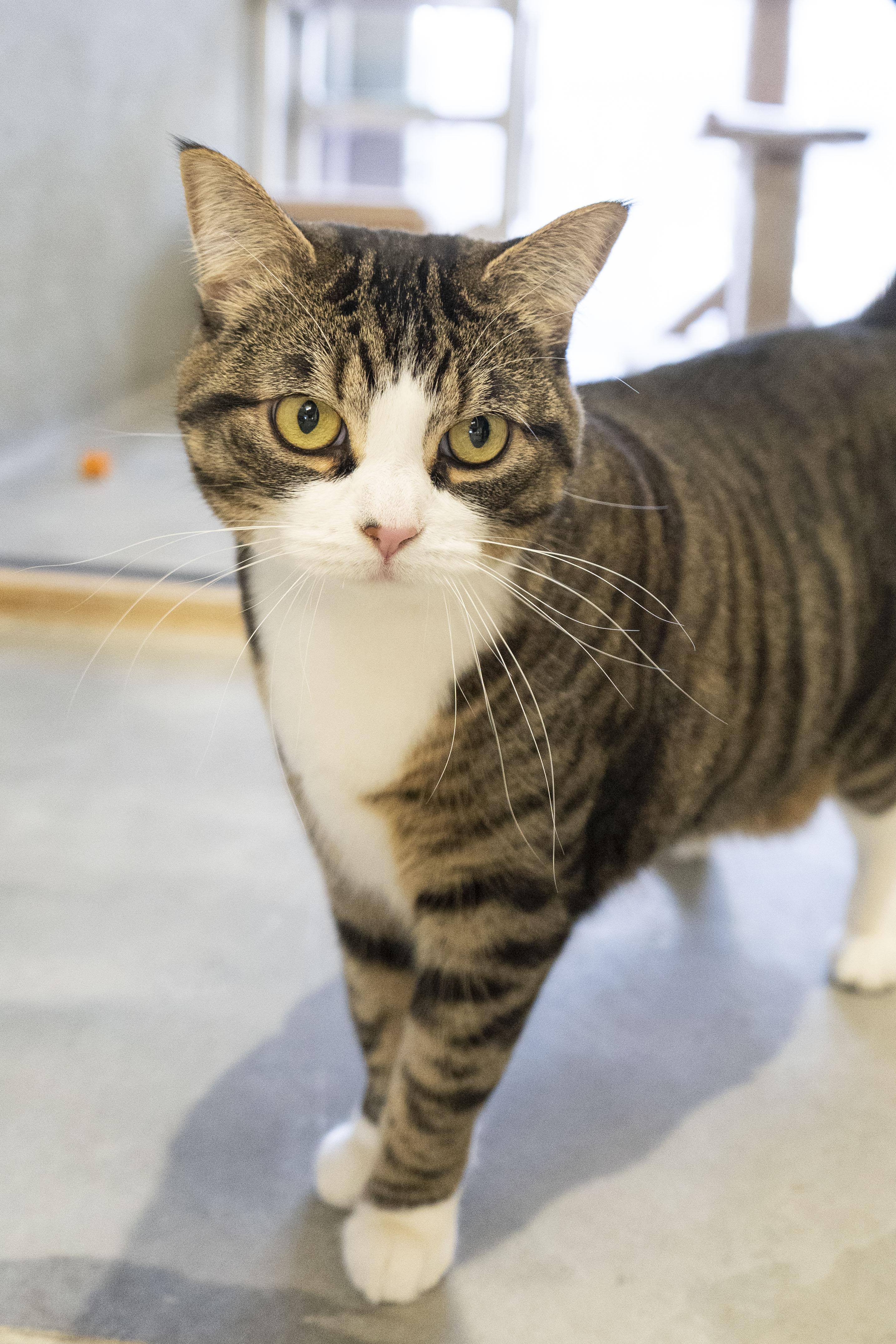 Enlarge Nibbler, a ADOPTABLE Domestic Short Hair in Boise, ID image 3/3